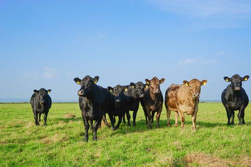 Eine Gruppe von sieben Kühen steht auf einer grünen Wiese unter einem klaren blauen Himmel. Die Tiere sind in verschiedenen Farben, darunter schwarz und braun, und wirken ruhig und neugierig. Die Landschaft vermittelt eine friedliche ländliche Atmosphäre.