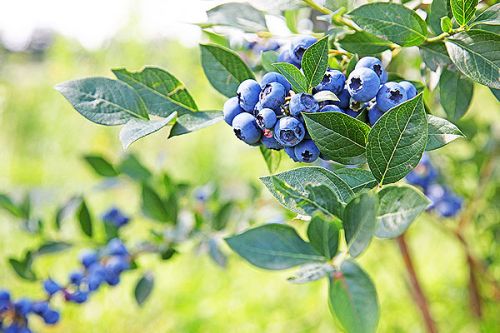 Reife Blaubeeren an einem grünen Zweig, umgeben von frischem Laub, vor unscharfem Hintergrund eines sonnigen Feldes.