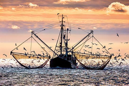 Ein Fischereiboot fährt mit weit geöffneten Netzen auf dem Wasser, umgeben von einer Vielzahl von Vögeln, die über die glitzernde Wasseroberfläche fliegen. Der Himmel zeigt eine beeindruckende Farbpalette während des Sonnenuntergangs, mit sanften Wolken und warmen Lichttönen.