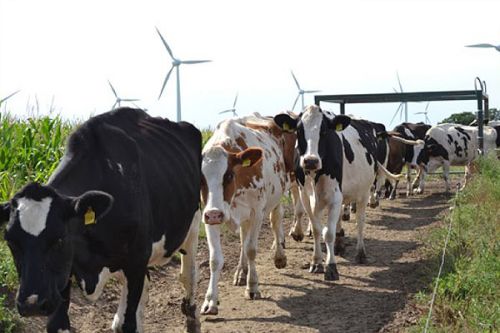 Eine Gruppe von Kühen, darunter schwarz-weiße und rot-weiße Tiere, bewegt sich auf einem Feldweg. Im Hintergrund sind Windräder zu sehen, die sich sanft im Wind drehen, und an den Seiten wachsen hohe Pflanzen. Die Landschaft vermittelt ein ländliches, harmonisches Ambiente.